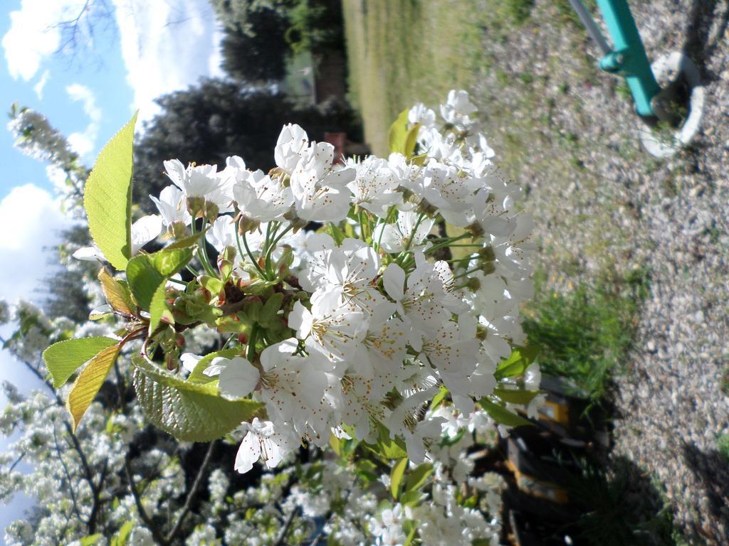 Tenuta Villa Rocchi ตอร์ริตา ดิ เซียนา ภายนอก รูปภาพ